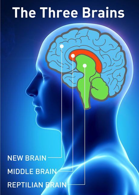 Limbic Brain, Pineal Gland Facts, Triune Brain, Reptilian Brain, Homo Sapien, Brain Facts, Limbic System, Brain Anatomy, The Human Brain