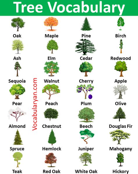 Tree Types Chart, Tree Names Nature, Plants Name With Pictures, Flowers Vocabulary, Trees Name In English, Tree Knowledge, Nature Vocabulary, Type Of Trees, Trees Types