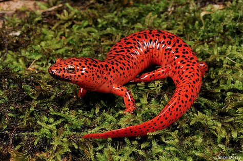 Red salamander!!! Salamander Photography, Cute Salamander, Colorful Lizards, Amazing Frog, Amazing Animal Pictures, Newt, Incredible Creatures, Funny Birds, Animal Projects