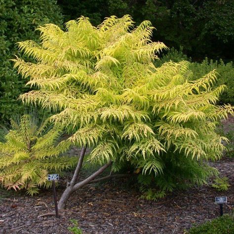 12 Great Plants for Mid-Century Modern Homes in Minnesota Mid Century Landscaping Front Yard, Tiger Eye Sumac, Tiger Eyes Sumac, Ranch Landscaping Ideas, Midcentury Modern Landscaping, Modern Landscaping Front Yard, Mid Century Modern Landscaping, Rhus Typhina, Mid Century Modern Garden