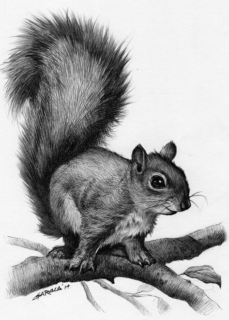 1000+ ideas about Squirrel Tattoo on Pinterest | Acorn Tattoo ... Squirrel Drawing, Squirrel Tattoo, Squirrel Pictures, Squirrel Art, Pencil Drawings Of Animals, Polynesian Tattoos, Animal Drawings Sketches, 3d Tattoos, Desen Anime