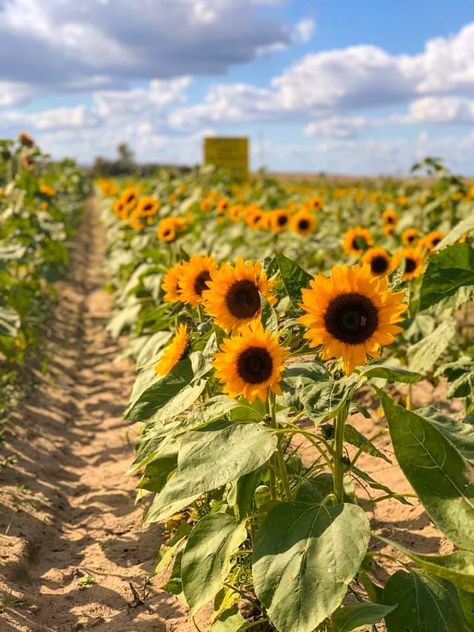 Fall Apple Cider, Sunflower Farm, Florida Attractions, Blueberry Farm, Autumn Food, Only In Your State, Working Farm, Beautiful Pumpkins, Blueberry Bushes