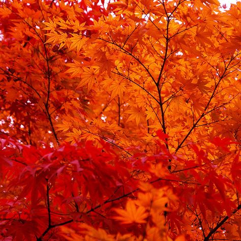 Love fall colors! Red Maple Tree, Red Painting, Autumn Scenes, Orange You Glad, Orange Aesthetic, Orange Leaf, Red Leaves, Maple Tree, Fall Pictures