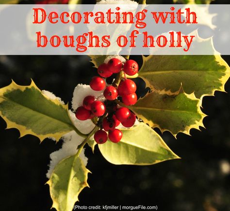 Decorating With Holly Branches, Christmas Foraging, Decorating With Holly, Christmas Holly Decorations, Edwardian Christmas, Shortest Day Of The Year, Holly Branch, Boughs Of Holly, Holly Decorations