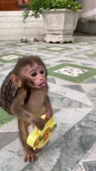 Cheddar Chips, Monkey Funny Videos, Funny Monkey Pictures, Cute Monkeys, Cute Monkey Pictures, Baby Monkeys, Beef Tacos, Monkey Pictures