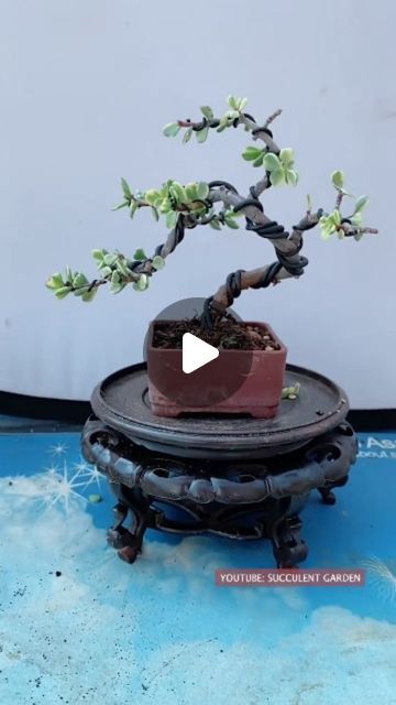 Spekboom Garden Ideas, How To Make Jade Plant Bonsai, Bonsai Jade Plant, Jade Bonsai Styles, Spekboom Bonsai, Succulents Nursery, Windswept Bonsai, Cypress Leaves, Jade Plant Bonsai