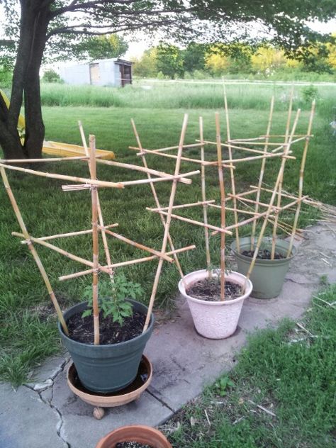 Simple Landscaping, Diy Garden Trellis, نباتات منزلية, Landscaping Flowers, Diy Trellis, Backyard Vegetable Gardens, Tomato Cages, Veg Garden, Container Gardening Vegetables