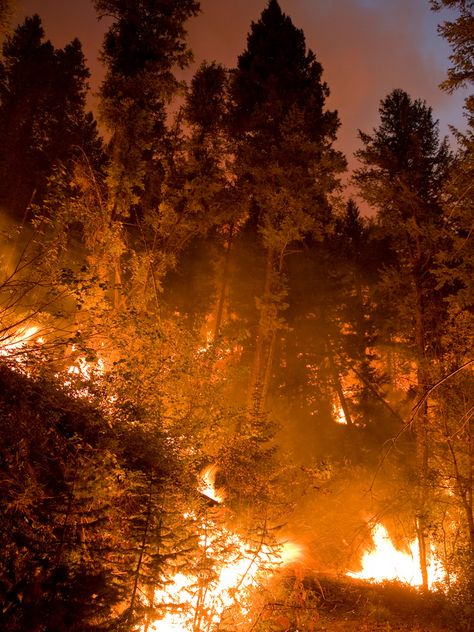 Fire In Forest, Fire Destruction, Nuclear Art, Rainforest Deforestation, Burning Forest, Idaho Boise, Fire Pics, Fire Aesthetic, Types Of Aesthetics