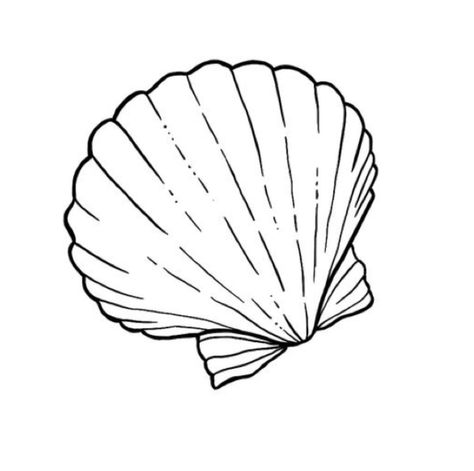 Seashell Line Drawing, Shell Tattoo Stencil, Seaglass Tattoo, Sea Shell Tattoo Design, Shell Drawing Simple, Sea Shell Outline, Outline Drawings Simple, Easy Ocean Drawings, Seashell Tattoo Design