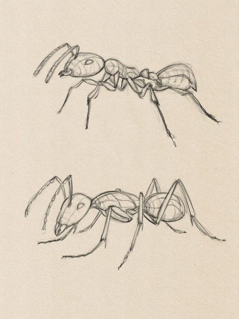 Ant Insect Sketches, Painting Of Ant, Ant Drawing Reference, Bug Sketches Drawing, Ant Drawing Cute, Bug Drawing Reference, Ants Drawings, Bug Drawing Insects, Insect Drawing Sketchbooks