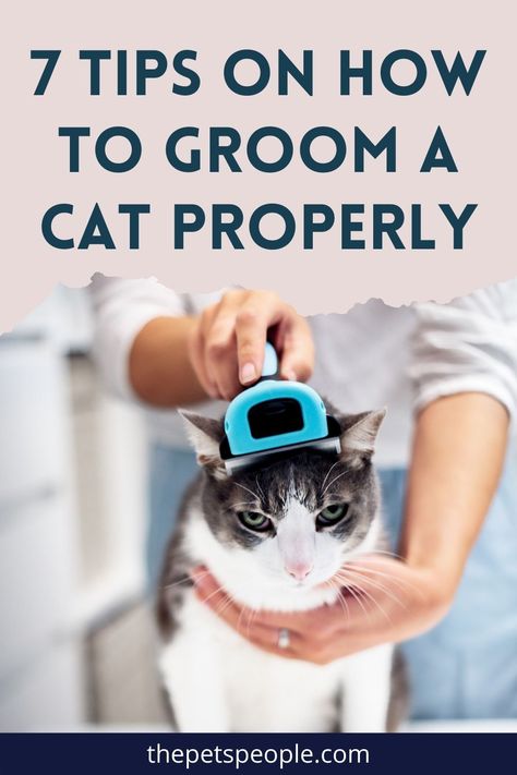 If you own a pet cat but aren’t sure how to groom it properly, look no further. Continue reading this blog post for 7 tips on how to groom a cat. Pet Grooming Tips, Cat Grooming Tips, Cat Grooming Salon, Cat Grooming Styles, Cats Grooming, Catnip Treats, Cat Behaviour, Cat Groomer, Cat Advice