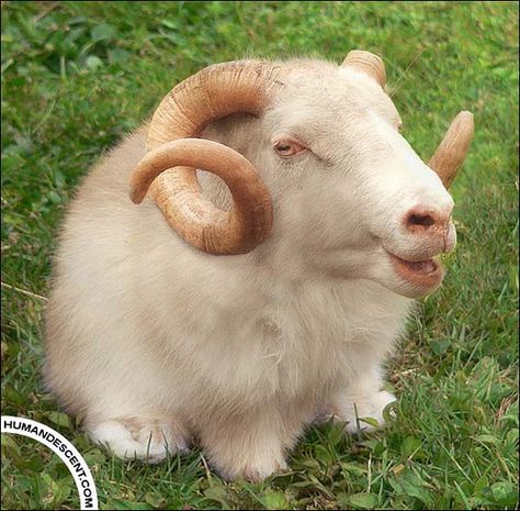 Animal Mashups, Animal Hybrids, Photoshopped Animals, Bizarre Animals, Fake Animals, Ram Head, Creature Feature, Weird Animals, Animal Photo