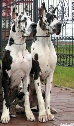 Massive Dogs, Wallpaper Dog, Big Dog Breeds, Dane Puppies, Drawing Dog, Scary Dogs, Huge Dogs, Great Dane Puppy, Dane Dog