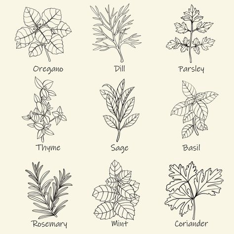 Herb Logo, Grimoire Ideas, Freehand Sketch, Herbs Illustration, Herb Labels, Plant Sketches, Fineliner Art, Witch Herbs, Culinary Herbs