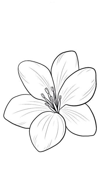 Flowering Plants Drawing, Lily Flower Sketch Simple, A Drawing Of A Flower, Flawores Art, Singular Flower Drawing, Paper Flowers Drawing, Lily Easy Drawing, Lily Flower Painting Easy, Two Flowers Drawing