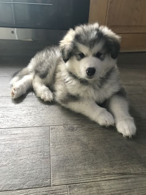 Malamute Husky Puppy, Alaskan Malamute Puppy Fluffy, Malamute Aesthetic, Alaskan Malamute Aesthetic, Alaskan Malamute Puppy, Alaskan Dog, Malamute Puppy, Alaskan Malamute Puppies, Malamute Husky