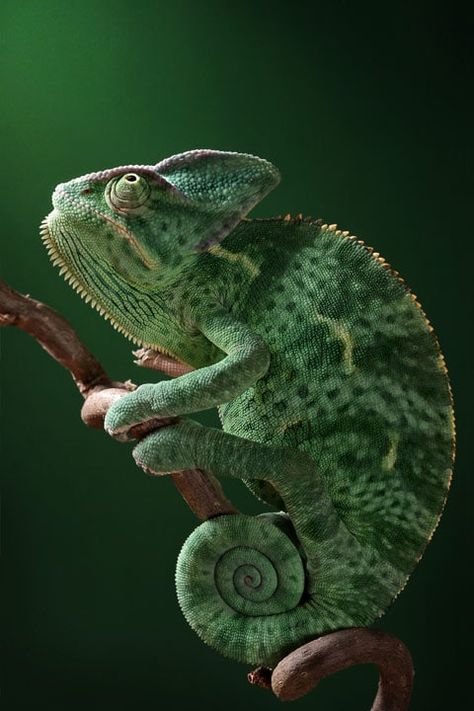 Reptiles and amphibians photographed by Igor Siwanowicz Chameleon Art, Cute Reptiles, Animal Sketches, Reptiles And Amphibians, Weird Animals, Animal Wallpaper, Pics Art, Animal Photo, Exotic Pets