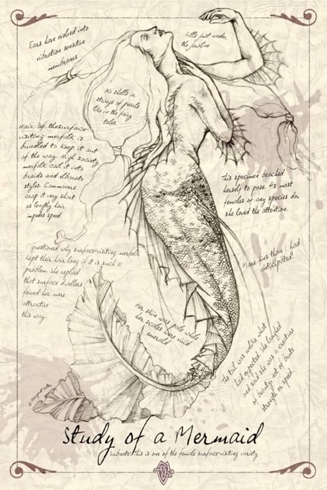 Lexicon  Monster Anatomy - Fantasy Art Faces Sketching, Sketching Faces, Sketching Portrait, Art School Portfolio, School Portfolio, Mermaid Sketch, Artist Study, Anime Mermaid, Siren Mermaid