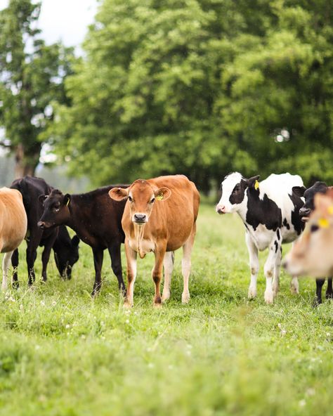 Have you herd? Washington dairy farms work with their veterinarian to develop a herd health program to keep their cows healthy. When we say the health of our cows is a top priority, we mean it. Healthy cows are at the core of everything we do. 🐮❤️ Reagan Core, Cow Holstein, Herd Of Cows, Farm Light, Small Cow, Timeless Simplicity, Apple Dumplings, Moo Moo, Cartoon Cow