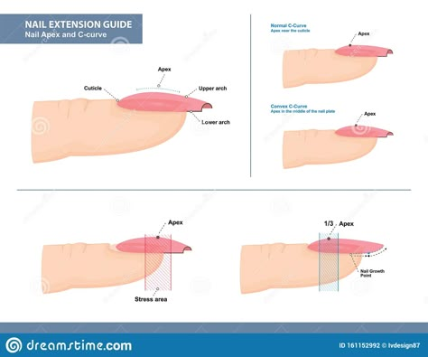 Nail Process, Nails Colors Spring, Nail Anatomy, Nail Education, Nail Shapes Squoval, Nail Tech School, Manicure Tutorials, Different Types Of Nails, Spring Nails Ideas