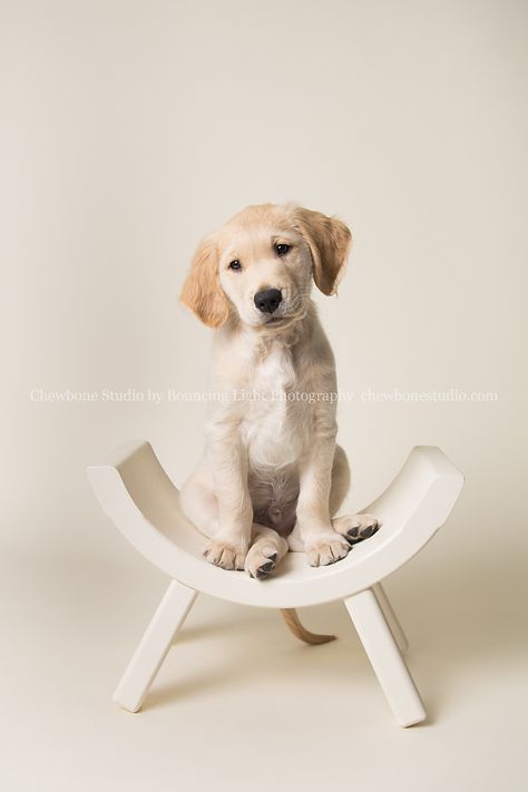 BLP Studio, Chewbone Studio, pet photography, golden retriever puppy, bone seamless backdrop, cleveland dog photographer Professional Dog Photography, Dog Photography Studio, Pet Photography Studio, Pet Portraiture, Dogs Photography, Puppy Portraits, Puppy Photography, Newborn Puppies, Dog Photoshoot