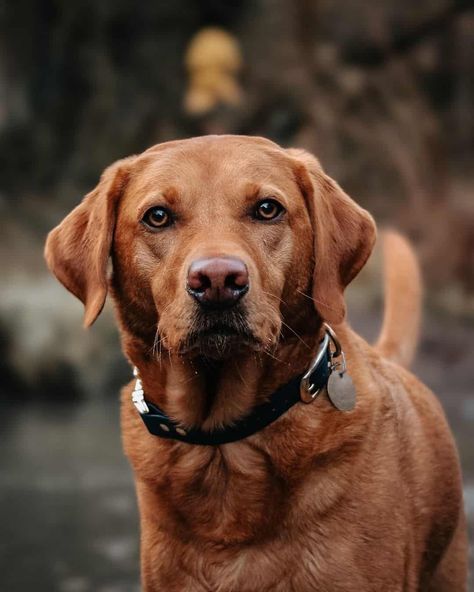 Red Labrador Retriever, Yellow Labs Dogs, Red Fox Labrador Puppy, Red Fox Lab, Red Fox Labrador, Fox Red Labrador Puppy, Red Lab Puppies, Dog Goals, Fox Red Lab