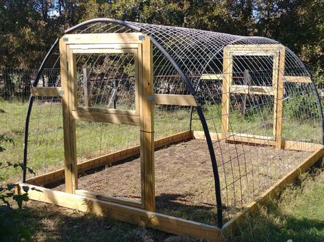 Versatile cattle panel hoop houses - Survival Jack Greenhouse Build, Hardy Kiwi, Livestock Shelter, Hoop House, Cattle Panels, Diy Greenhouse Plans, Green House Design, Greenhouse Design, Build A Greenhouse