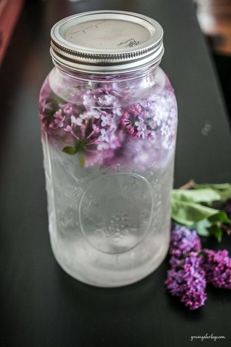 Lilac Water, Water Infusion, Lilac Bush, Edible Flowers Recipes, Essence Water, Foraging Recipes, Lilac Tree, Dairy Free Ice Cream, Herbal Recipes