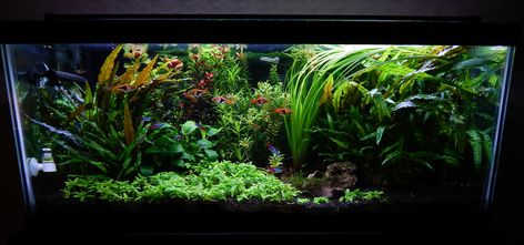 20 Long Planted Tank, 20 Long Aquascape, 20 Gallon Planted Aquarium, 30 Gallon Fresh Water Fish Tank Ideas, 20 Gallon Long Aquarium Ideas, 20 Gallon Long Aquascape, 20 Gallon Aquascape, 40 Gallon Aquarium Ideas, 20 Gallon Fish Tank Ideas