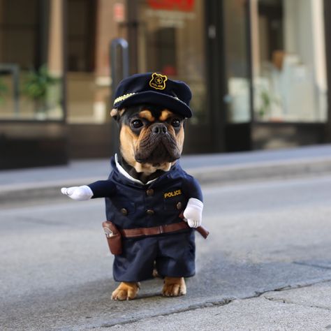 Cute Police Officer Dog Costume - Costume Yeti Police Outfit, Police Costume, Yeah Yeah, Police Dogs, Dog Costumes, Dog Costume, Cute Costumes, Cute Dogs And Puppies, Pet Costumes