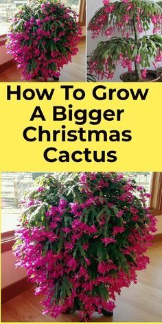 Cactus Living Room, Christmas Cacti, Christmas Cactus Propagation, Growing Cactus, Cactus Tree, Christmas Cactus Care, Christmas Cactus Plant, Thanksgiving Cactus, Holiday Cactus