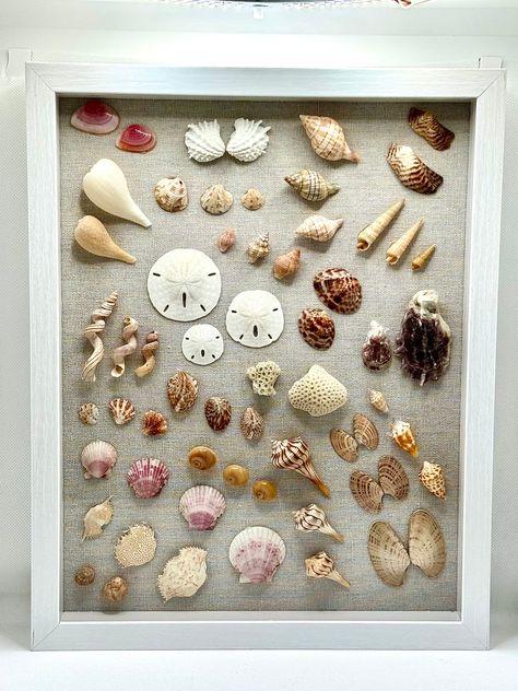 Florida Favorites - shell shadow box! I really enjoy beach combing, walking in the water, looking for shells. I am proud to say I collected each and every item in this piece, and I believe it shows! This shadow box will look fabulous in living area, bedroom or any room your heart desires! Make this one of a kind work yours today! Shell Shadow Box Ideas, Shell Displays, Sand Dollar Craft, Ocean Themed Rooms, Seashell Art Diy, Sea Shells Diy, Shell Display, Earth Craft, Seashell Wall Art