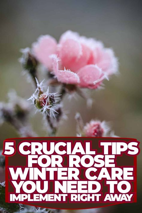 Winter Care for Roses: 5 Essential Tips for Proper Rose Maintenance How To Prune Roses For Winter, Rose Bush Care, Tips For Winter, Compost Soil, Winter Care, Plant Tips, Rose Care, Types Of Roses, Winter Rose