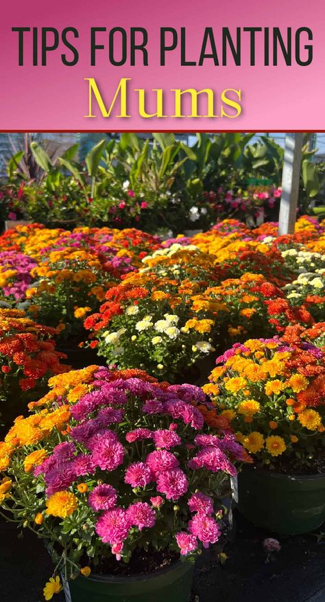 Do Mums Come Back Every Year, Planting Mums In Ground, Mums In Tall Planters, Plant Mums In Ground, Garden Mums Landscape, Mums Planted In Ground, Mums In Flower Bed, Mum Garden Ideas, Mum Colors Combinations