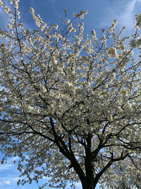 Spring, Tree, White, Flowers Blue Spring, Aesthetic Blue, Spring Aesthetic, Blue Springs, Spring Flowers, Springs, Collage, Flowers, Pins