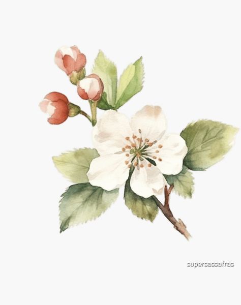 A watercolor design for a hawthorn flower Hawthorn Flower Tattoo, Hawthorne Flower, Hawthorn Blossom, Hawthorn Flower, May Birth Flowers, Botanical Drawing, Watercolor Flower Art, Floral Photography, Flower Ornaments