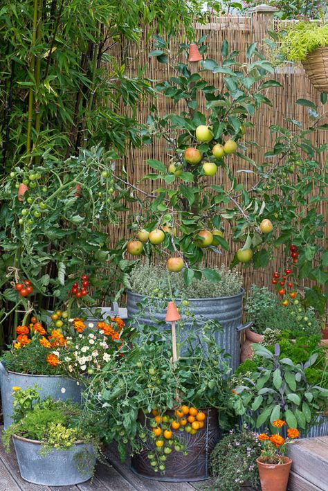 Hanging Plants Flowers Outdoor, Veggie Garden Pots, Small Backyard Container Garden, Growing Plants In Pots, Florida Container Garden, Pots Around Tree, Beautiful Container Gardens, Terra Cotta Pots Garden Patio, Small Veg Garden