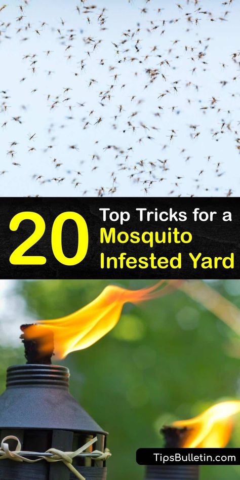 No one wants their outdoor party ruined by biting insects. Discover easy ways to avoid a mosquito bite and stop mosquito breeding in your yard by implementing vector control through homemade repellents. #mosquito #insects #infestation Outdoor Bug Control, Yard Mosquito Repellent, Organic Mosquito Yard Spray, What Repels Mosquitos, Patio Mosquito Repellent, How To Get Rid Of Mosquitos In Yard Diy, Mosquito Repellent Fire Pit, How To Get Rid Of Mosquitoes In Yard, Kill Mosquitos In Yard