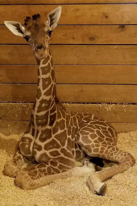 Alf Alert!!! 8/6/2017  Today's cute picture shows just how relaxed Alf was, catching him getting ready for a nap. A giraffe, both in captivity and in the wild, are not big sleepers. Typically a giraffe will sleep for up to 4 hours a day. They can sleep both standing up and laying down although they don't tend to lay down for long periods of time. Cute Giraffe Pictures, Giraffe Eyes, Giraffe Sleeping, Felted Giraffe, Giraffe Photography, Giraffe Facts, Felt Giraffe, Giraffe Photos, Giraffe Drawing