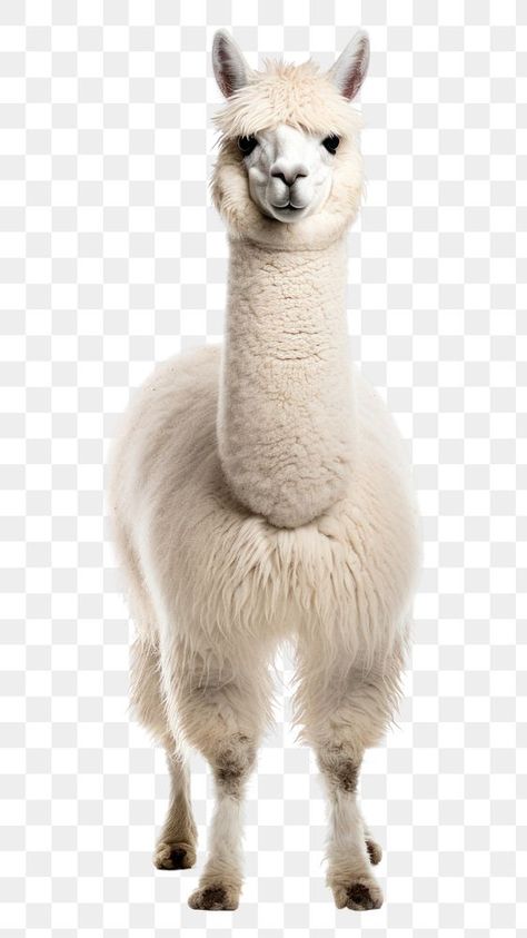 Fnaf Memes, Animal Cartoon, White Dog, White Dogs, Cartoon Animals, Animal Photography, Llama, Mammals, Alpaca