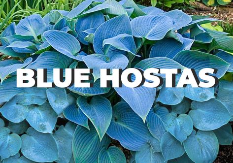 Hosta "Dancing in the Rain" review, information and description. Blue Hosta Landscaping, Purple Hosta Plants, Types Of Hosta Plants, Full Sun Hostas, Hosts Garden, Hostas For Shade, Hostas Landscaping, Hostas Plants, Types Of Hostas