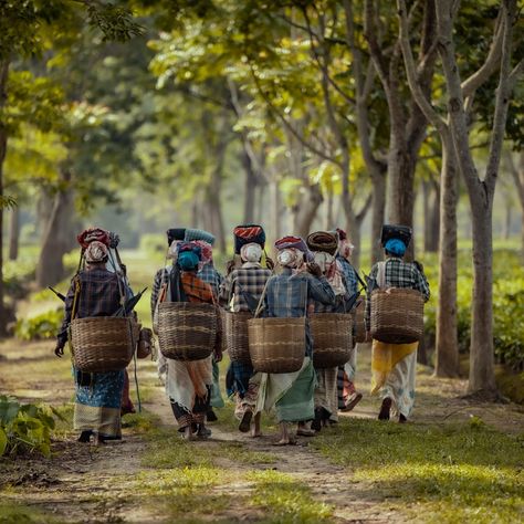 At Kenduguri, every leaf is a labor of love. Tucked away on the peaceful south bank of the mighty Brahmaputra River lies one of our most treasured estates—Kenduguri in Assam. At Kenduguri, we don't just grow tea; we craft experiences in every cup. Our high-grown green teas are the result of a harmonious blend of pristine environment, careful cultivation, and an unwavering commitment to quality. [Kenduguri, Assam Tea Estate, Herbal Teas, Assam Tea, Tea Community, CTC, Tea] Brahmaputra River, Tea Gardens, Assam Tea, Tea Estate, Sun And Rain, South Bank, Tea Garden, Helping Hand, Helping Hands