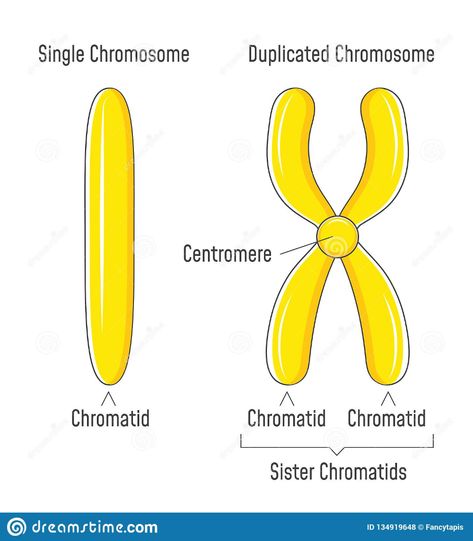 Chromosome Art, Sister Chromatids, Zoology Notes, High School Biology Classroom, Dna And Genes, Biochemistry Notes, Biology Worksheet, Biology Classroom, Study Biology