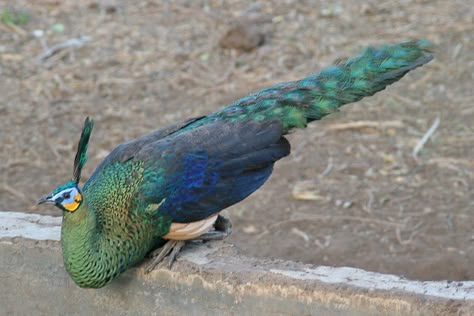 Green Peafowl (Pavo muticus) | Java | Ron Knight | Flickr Cute Frog Pics, Congo Basin, Frog Pics, Peacock And Peahen, Peacock Quilt, Birds Photos, Gamebirds, Frog Pictures, Green Peacock