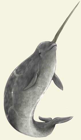 Narwhal Pictures, Narwhal Drawing, Narwhal Tattoo, Narwhal Art, Cute Narwhal, Whale Art, Rare Breed, Narwhal, Ocean Creatures