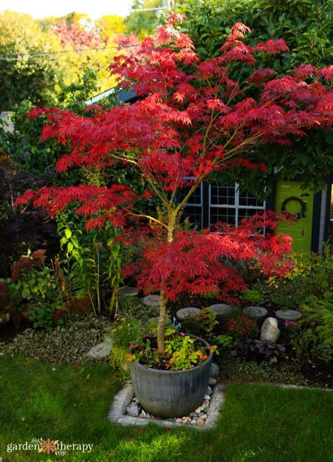 Japanese Planters Pots, Japanese Maple Pot, Japanese Maple Container Garden, Acers In Pots, Japanese Maple In Pot Planters, Japanese Maple Container, Conifers In Containers, Trees For Containers Patio, Japanese Maple In Container Pots