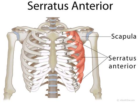 Base Anatomy, Serratus Anterior Muscle, Thoracic Surgery, Serratus Anterior, Message Therapy, Career Lessons, Surgical Technician, Muscle Testing, Body Diagram