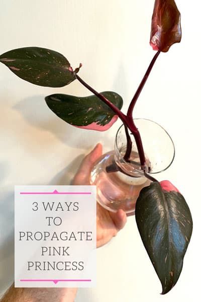 Philodendron Pink Princess Propagation: 3 Easy Methods! How To Propagate Pink Princess, Alocasia Pink Princess, Propagating Pink Princess, Pink Princess Propagation, Pink Princess Philodendron Propagation, Philodendron Propagation, Pink Princess Plant, Fiddle Faddle, Ivy Plant Indoor