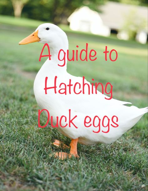 This is a guide with all the information and help needed for you to successfully hatch your duck eggs at home with your own incubator. Hatching Ducks In Incubator, Duck Keeping, Hatching Duck Eggs, Egg Chart, Homemade Incubator, Male Duck, Egg Candling, Pekin Duck, Hatching Chickens