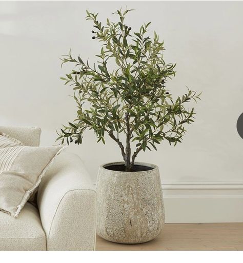 Big Plant In Living Room, Faux Floor Plants, Indoor Olive Trees In Pots, Olive Tree Living Room, Tree In Room, Olive Tree Pot, Olive Trees In Pots, Olive Tree Indoor, Olive Green Decor